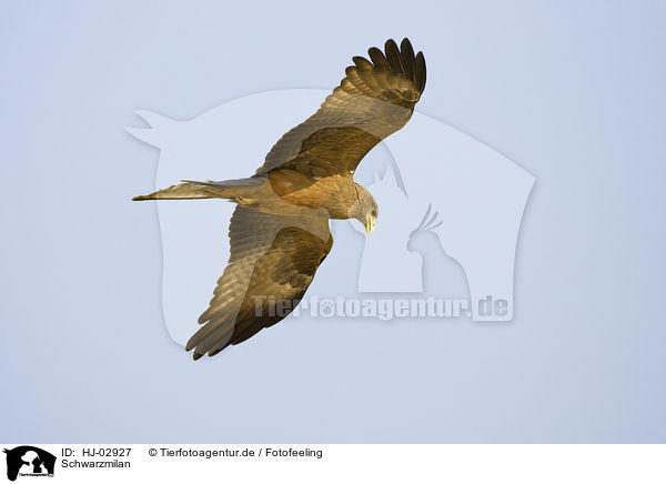 Schwarzmilan / black-eared kite / HJ-02927