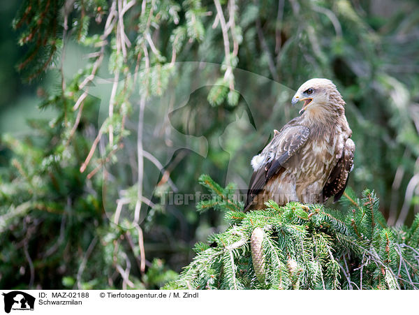 Schwarzmilan / black kite / MAZ-02188