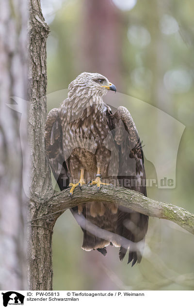 sitzender Schwarzmilan / sitting Black Kite / PW-05813