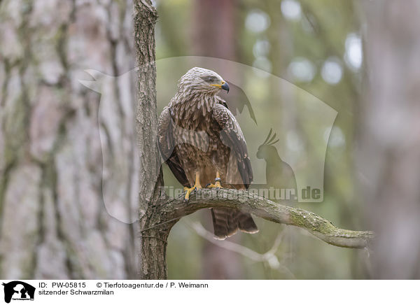 sitzender Schwarzmilan / sitting Black Kite / PW-05815