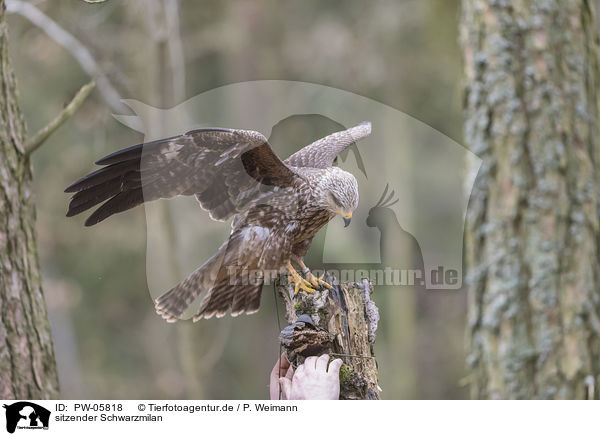 sitzender Schwarzmilan / sitting Black Kite / PW-05818
