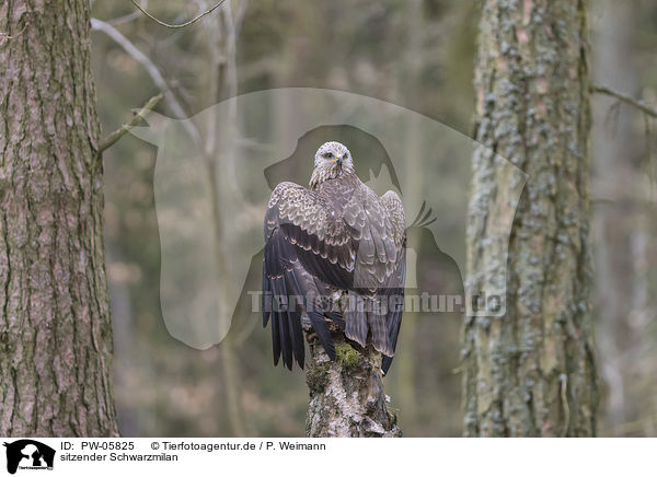 sitzender Schwarzmilan / sitting Black Kite / PW-05825