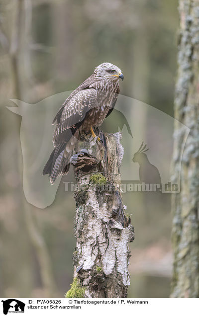 sitzender Schwarzmilan / sitting Black Kite / PW-05826