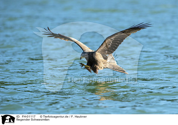 fliegender Schwarzmilan / flying Black Kite / FH-01117