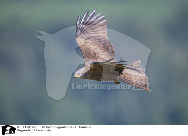 fliegender Schwarzmilan / flying Black Kite / FH-01466