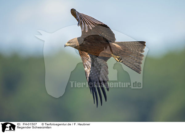 fliegender Schwarzmilan / flying Black Kite / FH-01507