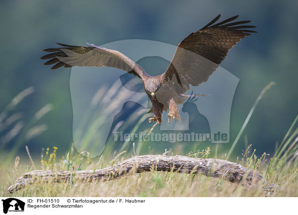 fliegender Schwarzmilan / flying Black Kite / FH-01510