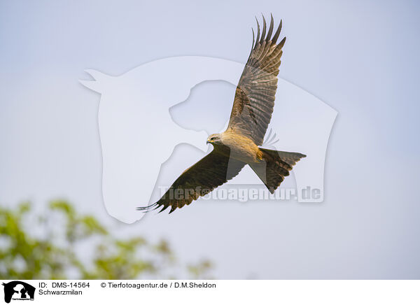 Schwarzmilan / black kite / DMS-14564