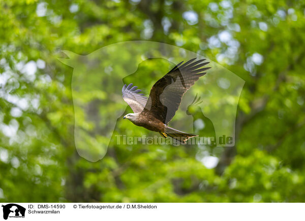 Schwarzmilan / black kite / DMS-14590