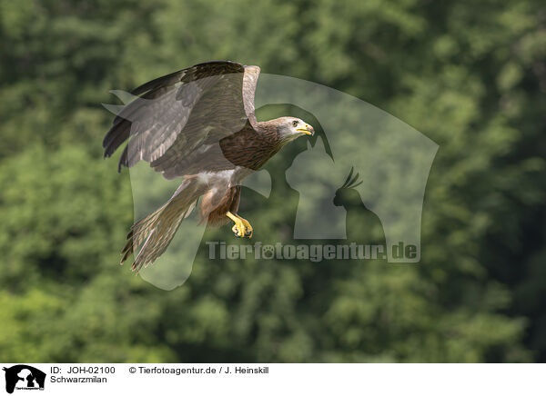 Schwarzmilan / black kite / JOH-02100