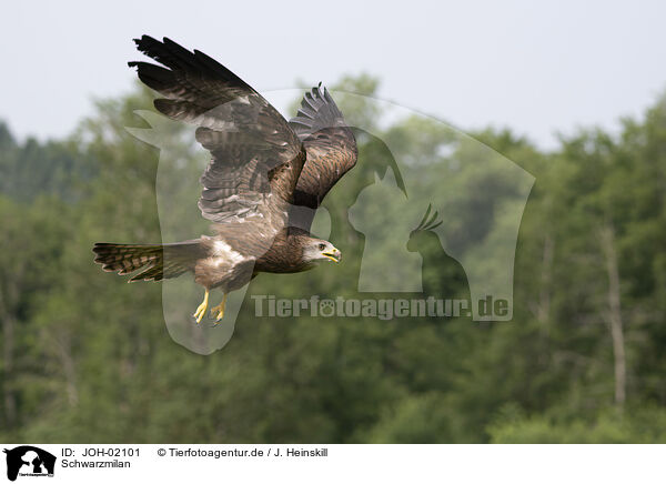 Schwarzmilan / black kite / JOH-02101