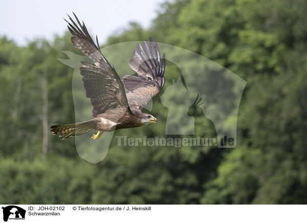 Schwarzmilan / black kite / JOH-02102