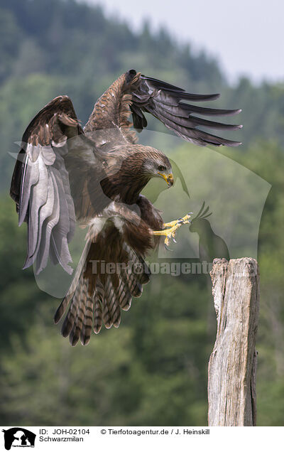 Schwarzmilan / black kite / JOH-02104