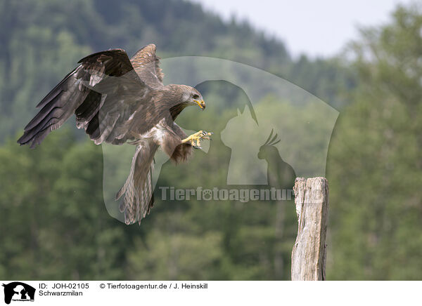 Schwarzmilan / black kite / JOH-02105