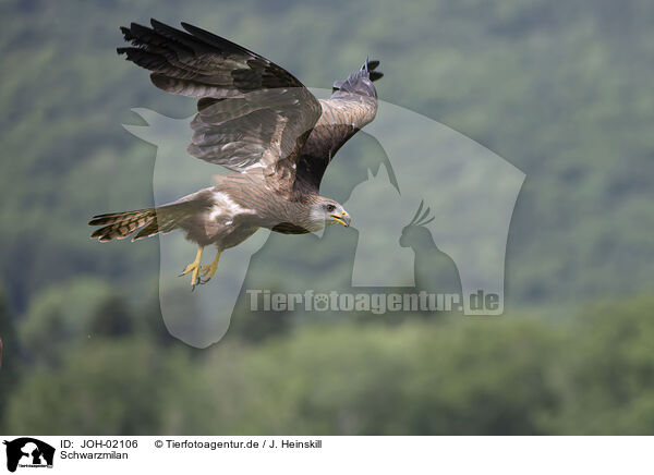 Schwarzmilan / black kite / JOH-02106