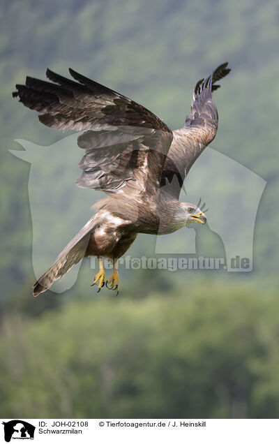 Schwarzmilan / black kite / JOH-02108