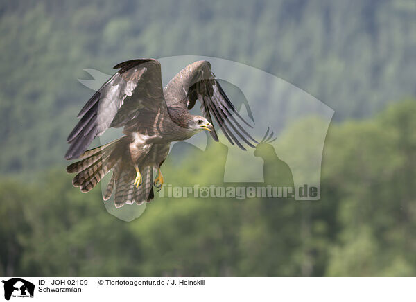 Schwarzmilan / black kite / JOH-02109