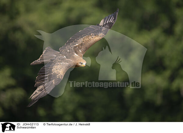 Schwarzmilan / black kite / JOH-02113