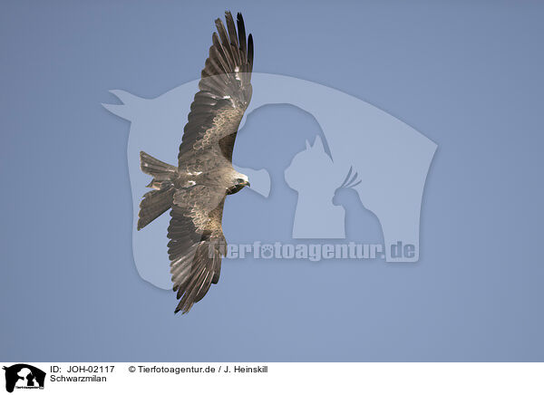Schwarzmilan / black kite / JOH-02117