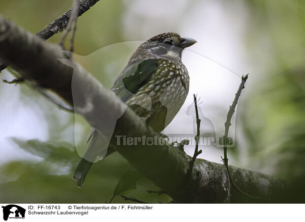 Schwarzohr Laubenvogel / black-eared catbird / FF-16743