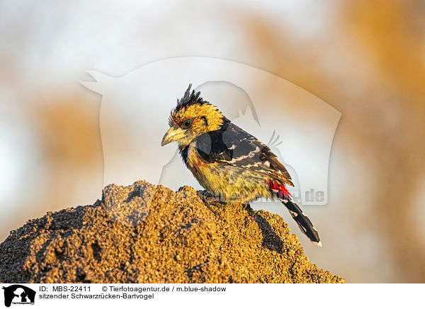 sitzender Schwarzrcken-Bartvogel / sitting Crested Barbet / MBS-22411