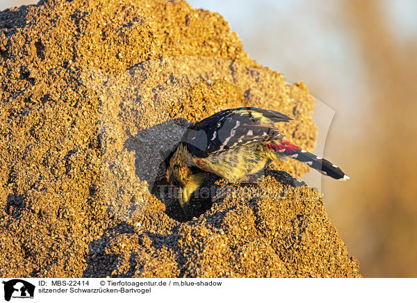 sitzender Schwarzrcken-Bartvogel / MBS-22414