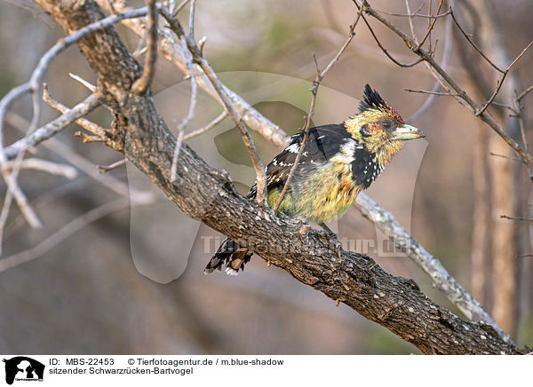 sitzender Schwarzrcken-Bartvogel / sitting Crested Barbet / MBS-22453