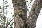 sitzender Schwarzrcken-Bartvogel