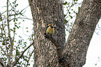 sitzender Schwarzrcken-Bartvogel