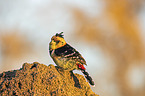 sitzender Schwarzrücken-Bartvogel
