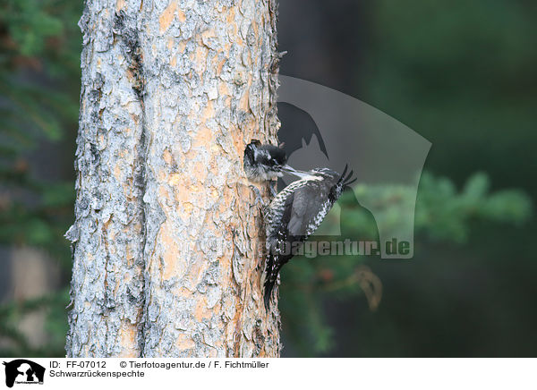 Schwarzrckenspechte / Arctic woodpeckers / FF-07012
