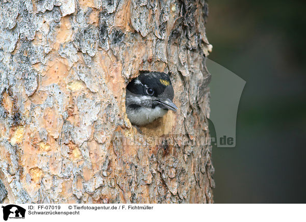 Schwarzrckenspecht / Arctic woodpecker / FF-07019