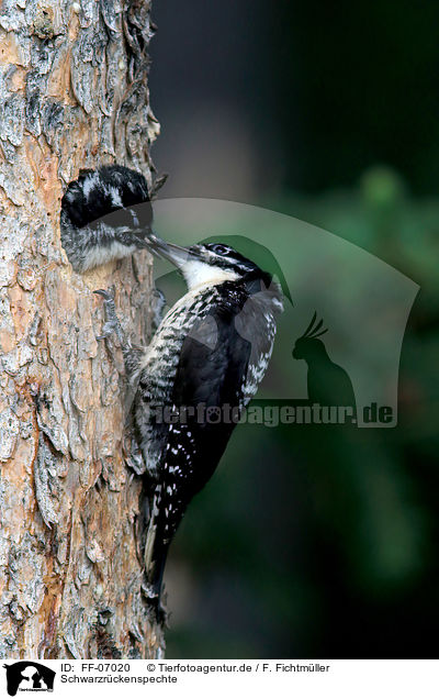 Schwarzrckenspechte / Arctic woodpeckers / FF-07020