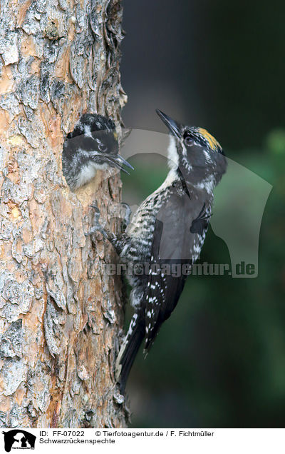 Schwarzrckenspechte / Arctic woodpeckers / FF-07022
