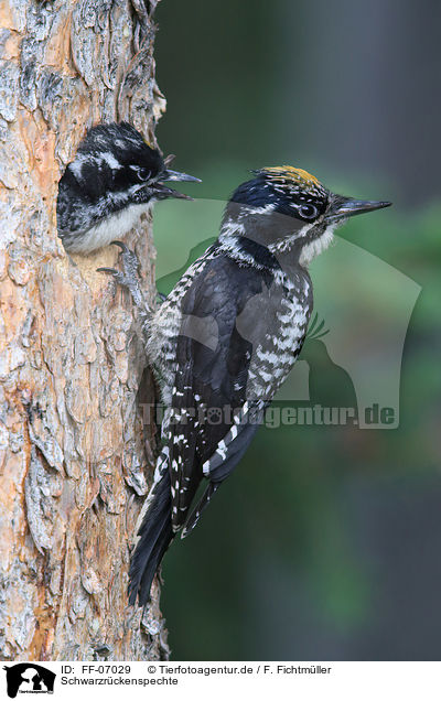 Schwarzrckenspechte / Arctic woodpeckers / FF-07029