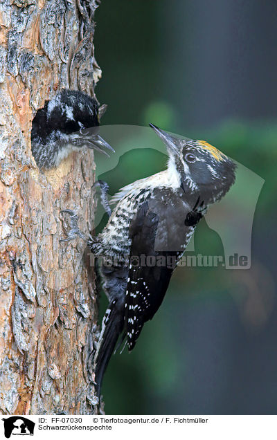 Schwarzrckenspechte / Arctic woodpeckers / FF-07030