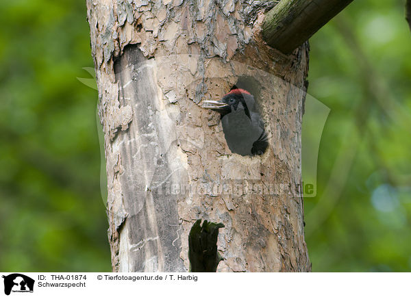 Schwarzspecht / black woodpecker / THA-01874