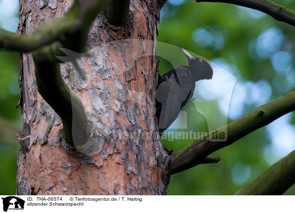 sitzender Schwarzspecht / sitting Black Woodpecker / THA-06574