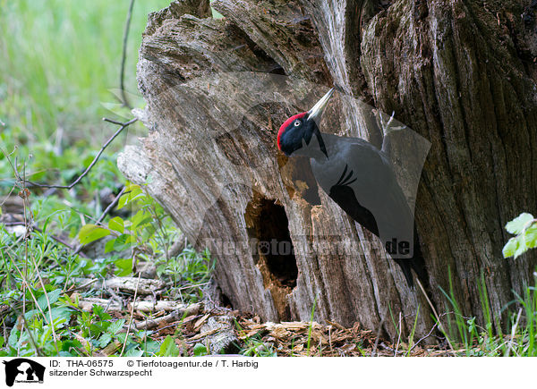 sitzender Schwarzspecht / sitting Black Woodpecker / THA-06575