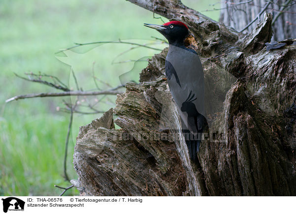 sitzender Schwarzspecht / sitting Black Woodpecker / THA-06576
