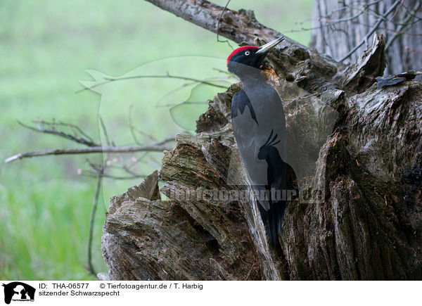 sitzender Schwarzspecht / sitting Black Woodpecker / THA-06577