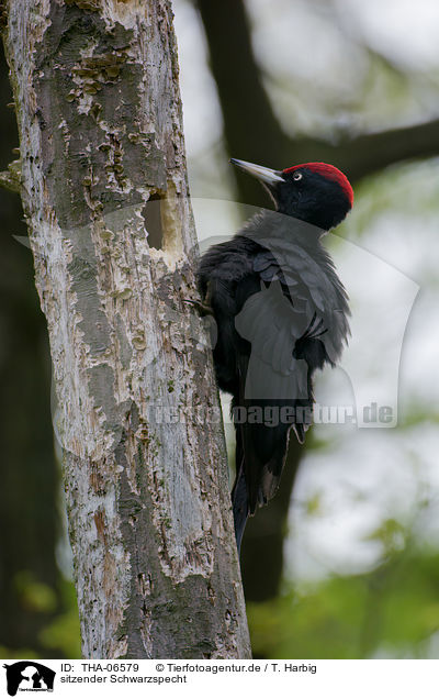sitzender Schwarzspecht / sitting Black Woodpecker / THA-06579