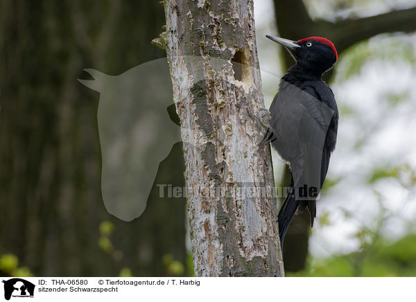 sitzender Schwarzspecht / sitting Black Woodpecker / THA-06580