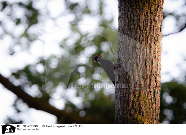Schwarzspecht / black woodpecker / SO-03138