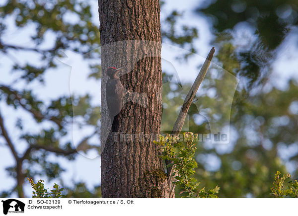 Schwarzspecht / black woodpecker / SO-03139
