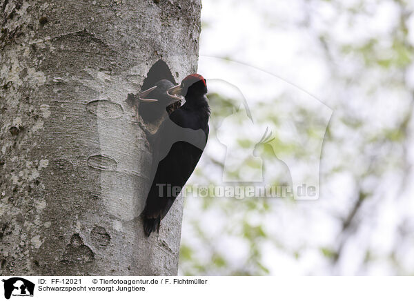 Schwarzspecht versorgt Jungtiere / Black woodpecker cares for young / FF-12021