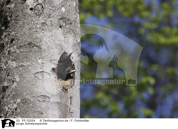 junge Schwarzspechte / young Black woodpecker / FF-12024