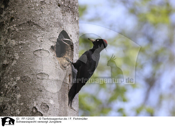 Schwarzspecht versorgt Jungtiere / Black woodpecker cares for young / FF-12025