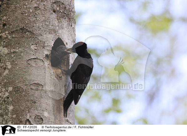 Schwarzspecht versorgt Jungtiere / Black woodpecker cares for young / FF-12026