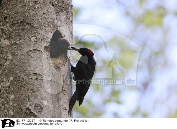 Schwarzspecht versorgt Jungtiere / Black woodpecker cares for young / FF-12027